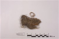 藏品(鱗葉鳳尾苔)的圖片